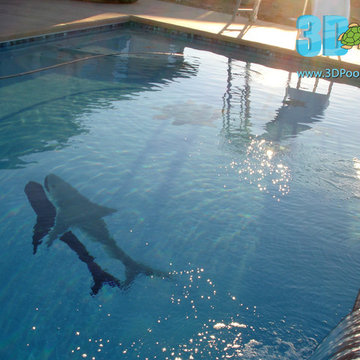 Great White Shark in SoCal pool