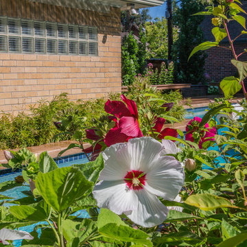 Hibiscus by the pool