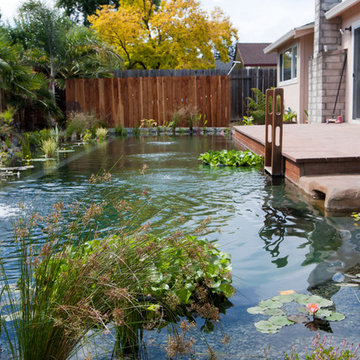 Natural Swimming Pool 2