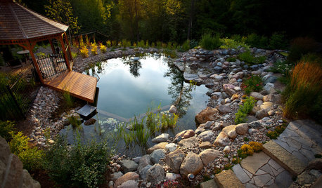 Natural Swimming Pools: More Beauty, No Chemicals