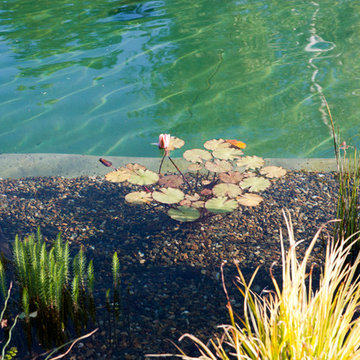 Natural Swimming Pool