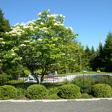 Rackliff Island Japanese Tree Lilac with Boxwoods & Wrought Iron Fence