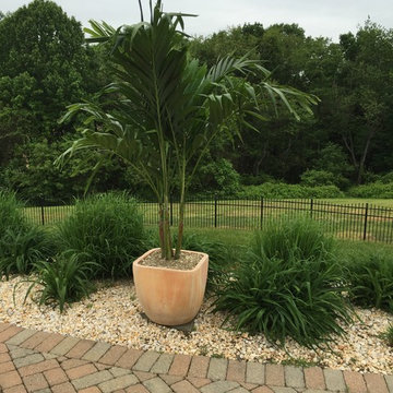 Seasonal Palm Tree Installation