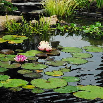 Water lilies add a dash of color to the pond