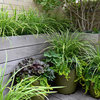 Create High-Impact Container Gardens With Grasses