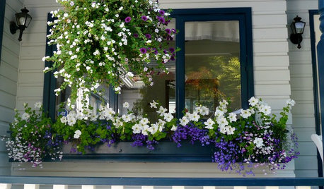 Window Boxes Captivate on the Curb