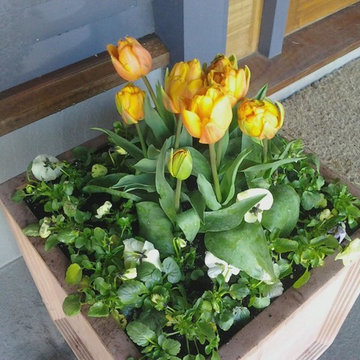 Spring Flowering Bulbs and Container Plantings