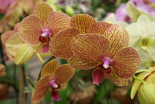 トイレ・洗面所 by buy orchids wholesale