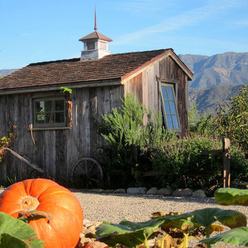 A Pumpkin patch and Salt Box Shed