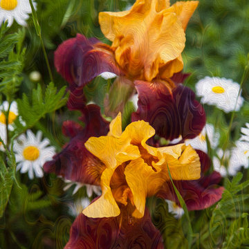 Iris Flowers - Kissing Sunshine - by Omaste Witkowski.jpg