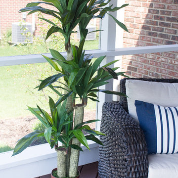 Yucca Exotic Palm in Relaxing Sunroom