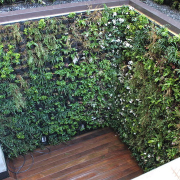Domestic Living Wall Projects