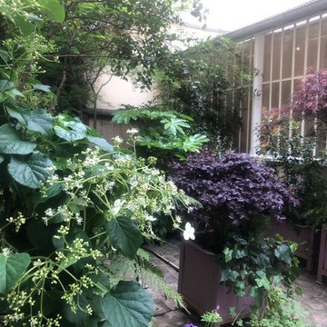 Cour parisienne ombragée : un jardin de feuillages