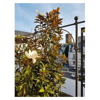 vue depuis la terrasse avec magnolia grandiflora 'Alta' - Transitional -  Patio - Nantes - by Duval&Bossennec - Paysagiste concepteur | Houzz