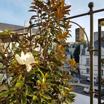 vue depuis la terrasse avec magnolia grandiflora 'Alta'