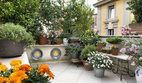 Klotzen statt kleckern: Üppige Topfpflanzen für große Balkone