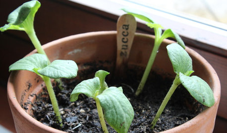 DIY : Préparez vos semis en intérieur pour un potager gourmand