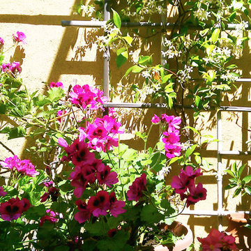 terrazzo: fiori, parete verde self made - in progress