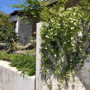 白モッコウバラの壁面緑化