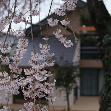 しだれ桜と暮らす家