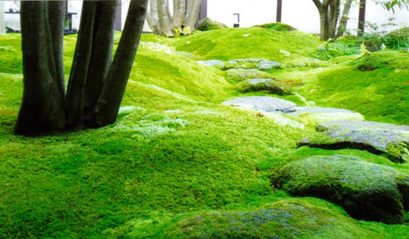 緑のふわふわカーペット。苔の特徴を知ってモスガーデンを作ろう