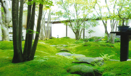 Innehalten: Eine Einführung in die Kunst des japanischen Teehausgartens