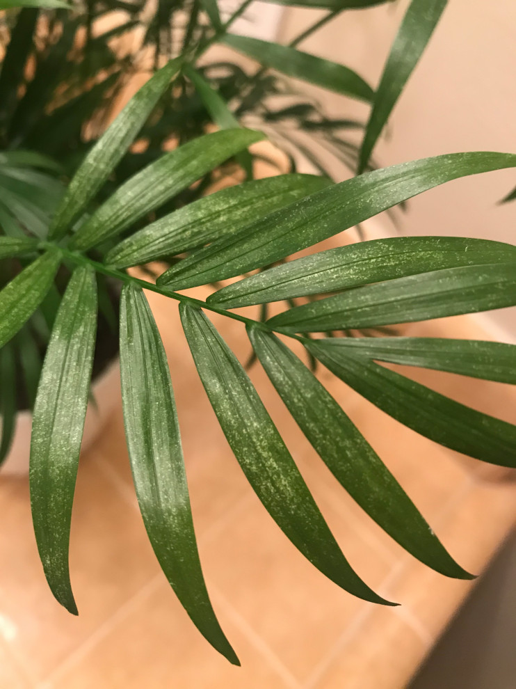 White Spots/Stippling on Parlor Palm