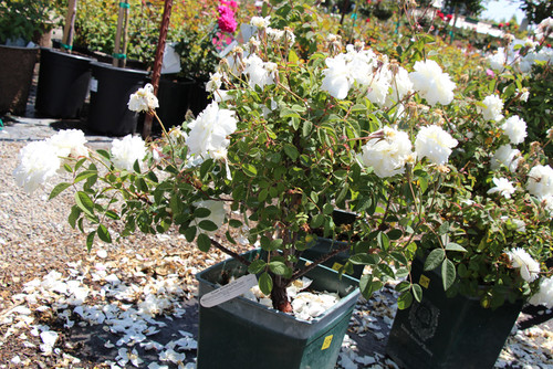 Regan Nursery Thenurseries Regan Nursery 2017 Part 2