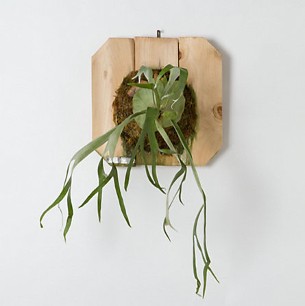 Mounted Staghorn Fern, Large