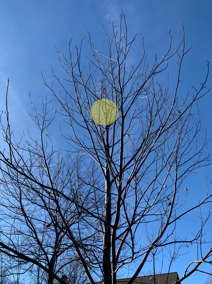 pruning advice Tulip Tree