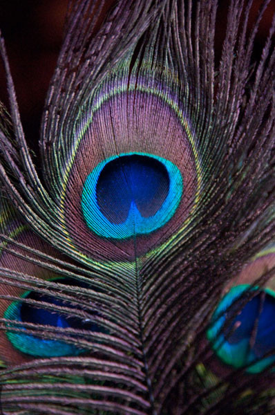 Fine Art Photograph, Peacock Feathers II, Fine Art Paper Giclee