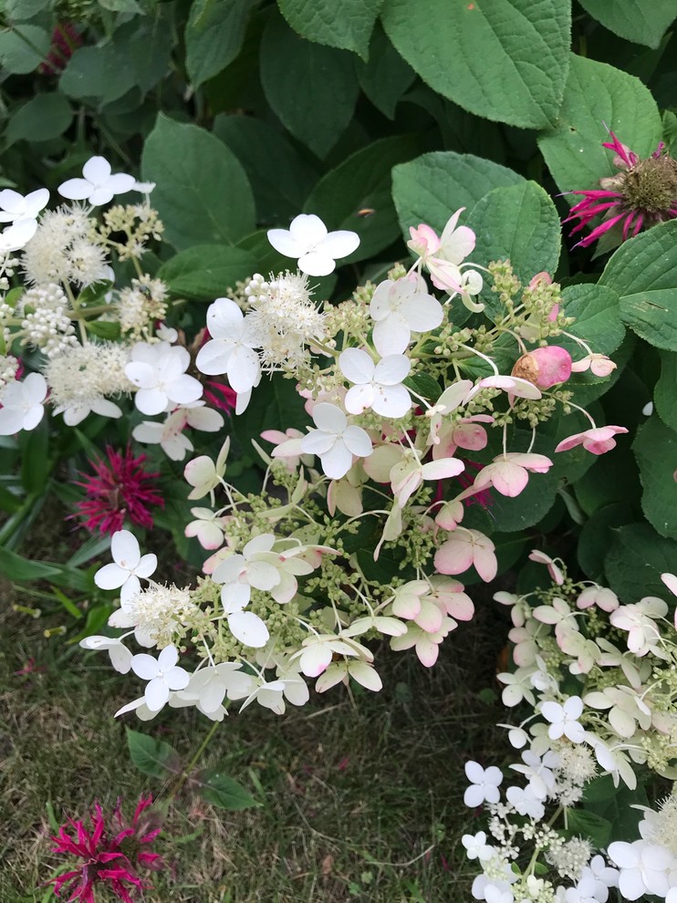 hydrangea ID