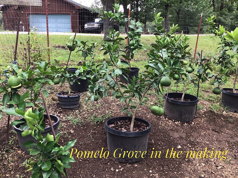 Pomelo Grove in the making...