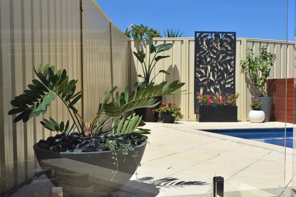 This is an example of a small contemporary backyard full sun garden in Perth with a container garden.