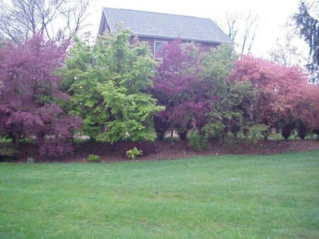 Japanese Maple Border or Screen?