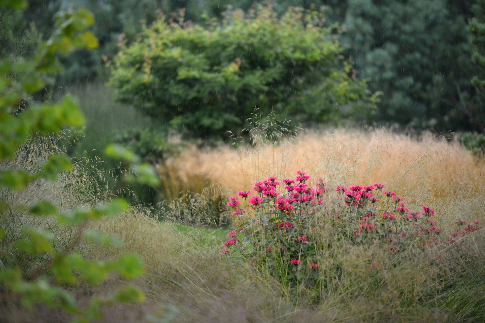 Злаковый сад