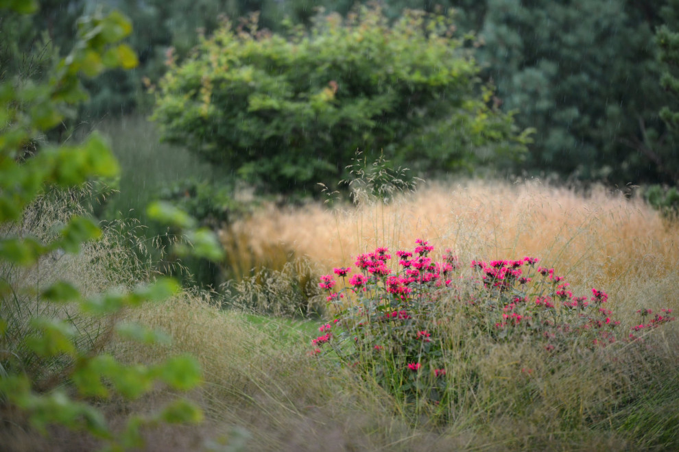 Злаковый сад