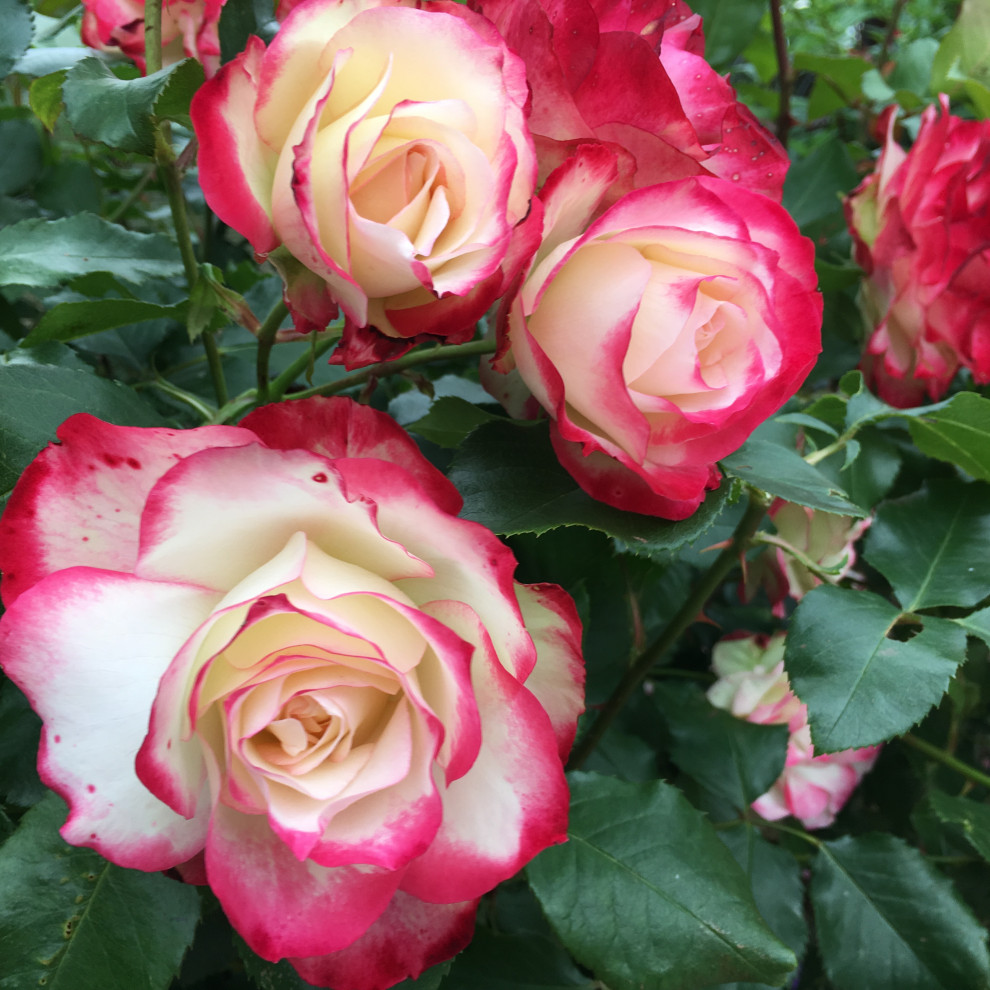 Проект "Сад  для Мамы"