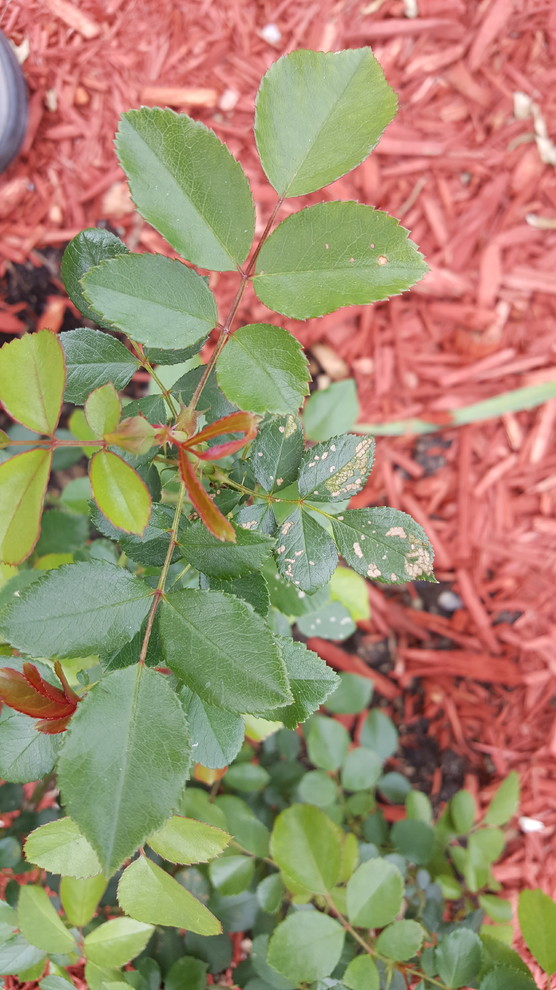 What's eating my rose leaves?