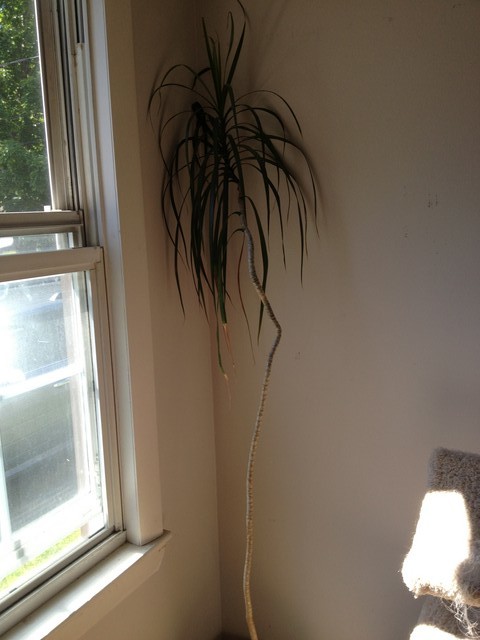 Houseplant help - palm???