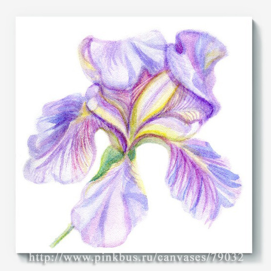 Холст «Ирис»