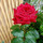 antonia_moya