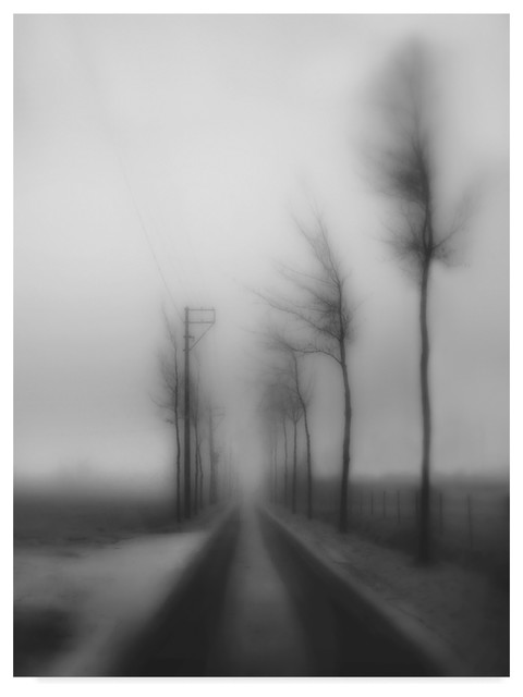 TREES LIGHT FOG BLACK WHITE PHOTO Poster Picture Canvas art Prints