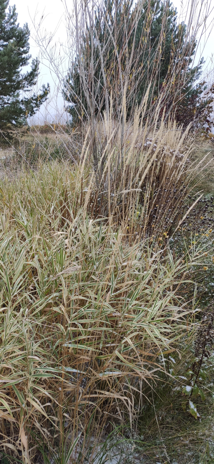 Проект "Волга"