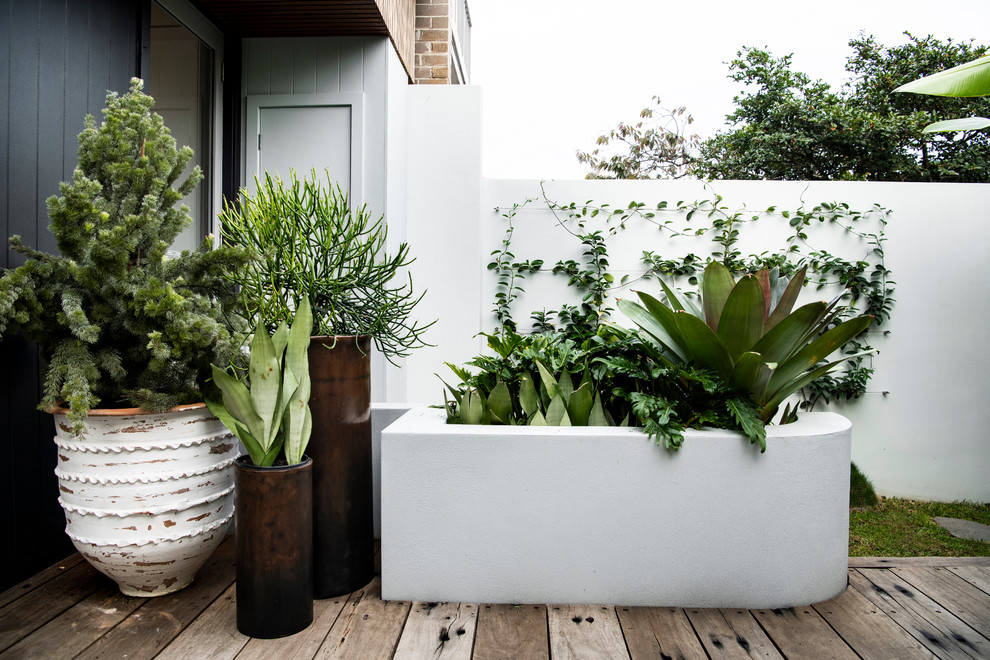 Inspiration for a small tropical backyard full sun garden in Sydney with a retaining wall and decking.