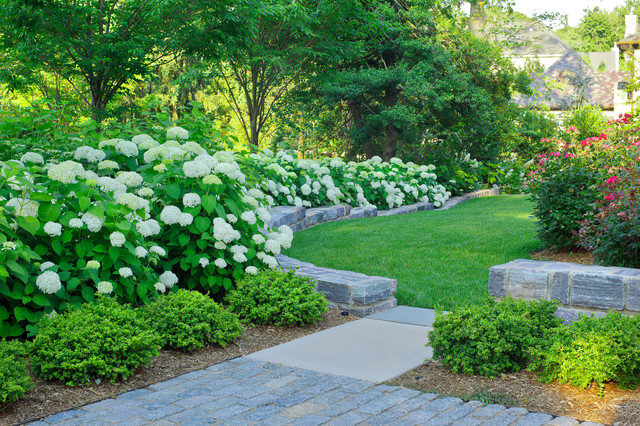 Essential Shrubs For Mid Atlantic Gardens, Maryland Native Plants For Landscaping