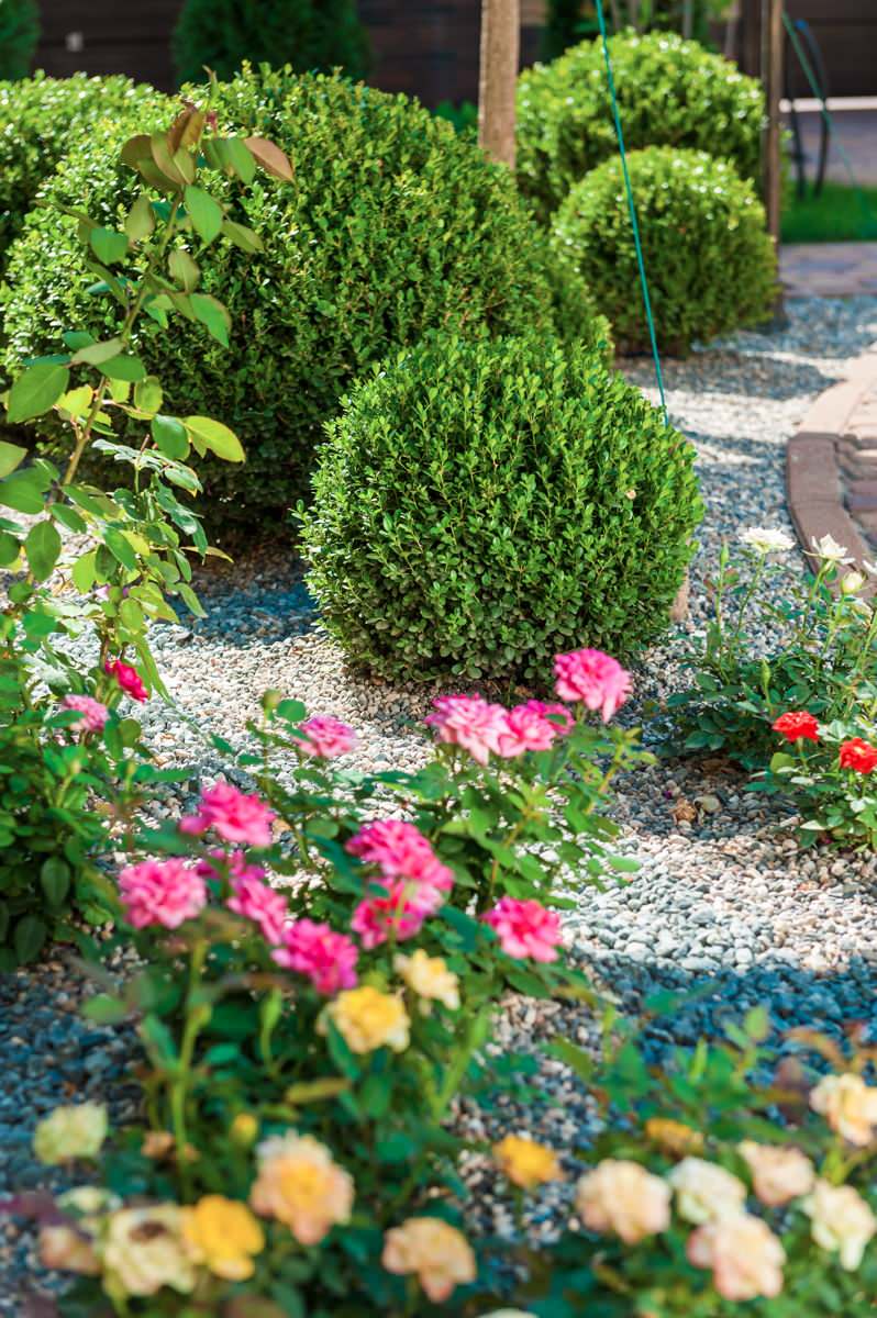 Самшиты шары