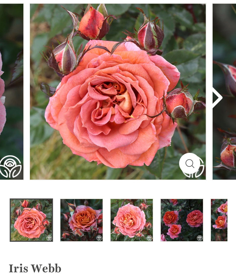 Your favorite Copper Colored Roses for Cutting