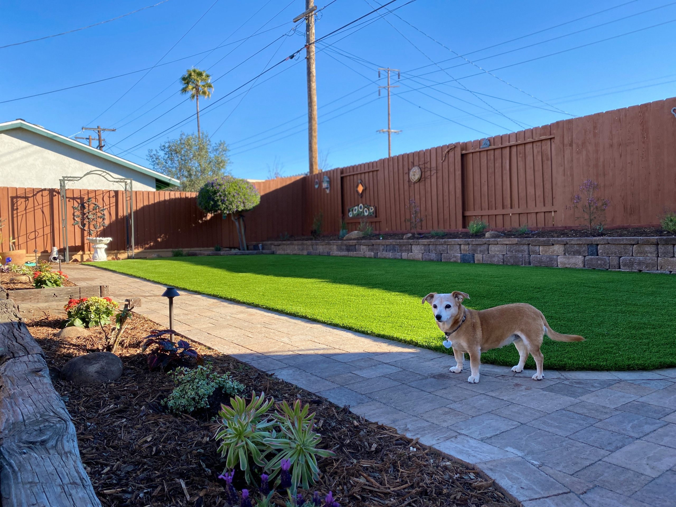Backyard Update - Clairemont
