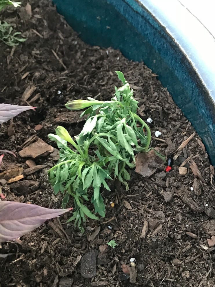 Help! Marigold and Vinca wilt
